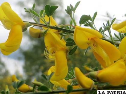 Las retamas tiene poderes curativos /CUIDADO DE LAS PLANTAS
