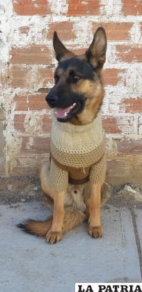 Sargento es un can criollo que vive junto a su familia /LA PATRIA