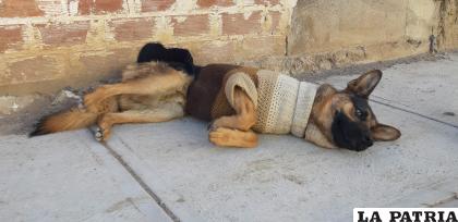 La mascota se convirtió en un héroe y fue tendencia en redes sociales /LA PATRIA