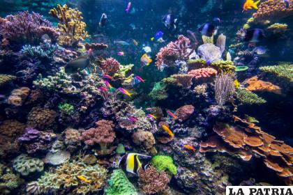 El arrecife es muy rico en especies /GETTY IMAGES
