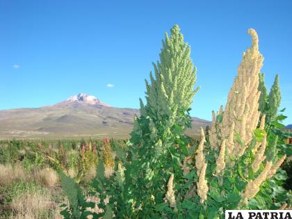 La Quinua Real tiene altas propiedades nutritivas /CIQ