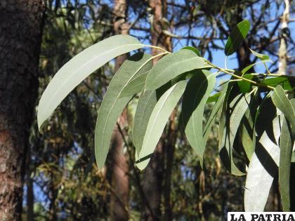  El eucalipto es una planta muy utilizada en esta pandemia /EL UNIVERSO