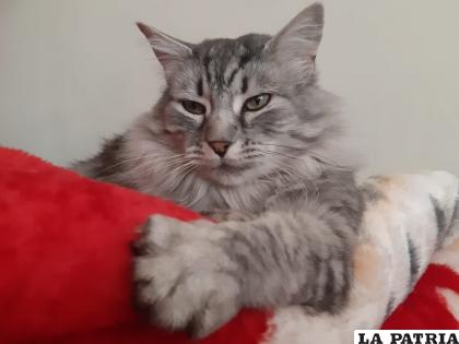 Los gatos tienen actitudes paranormales / LA PATRIA
