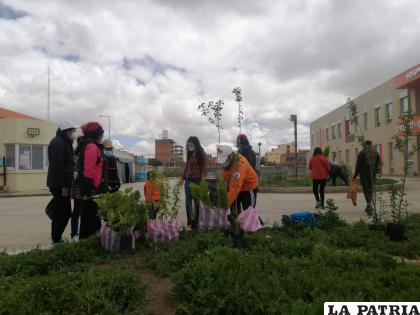 Llenan de árboles las jardineras del Bloque Oruro-Corea / HGSJD