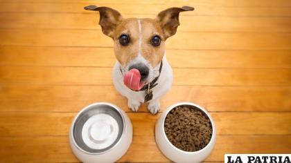Se debe tener cuidado con los alimentos que se le dan a las mascotas /Getty Images