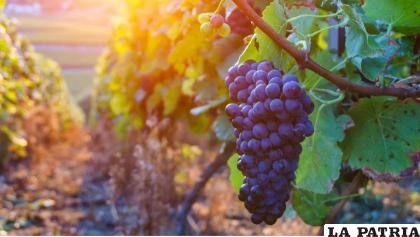 UVAS, PASAS Y GROSELLAS
Pequeñas, redondas y muy dulces, las uvas, pasas y grosellas son alimentos muy parecidos no solo en su forma y sabor, sino también en el daño que provocan en las mascotas su consumo.
De acuerdo con la FDA, estas deliciosas frutas pueden provocar insuficiencia renal en los animales. Este malestar ocurre cuando los riñones pierden la capacidad de filtrar los desechos de la sangre, acumulándolos dentro del organismo, lo cual puede ser fatal y regularmente se requiere de un tratamiento intensivo para revertirlo.
La dependencia estadounidense explica que no todas las mascotas se ven afectadas por consumir uvas, pasas o grosellas, pero insiste en que no se trata de un bocadillo saludable.

