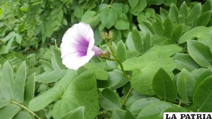 Una planta que es pariente de la batata / noticiasambientales.com
