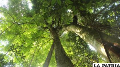 El árbol conocido como pitanga amarela / noticiasambientales.com