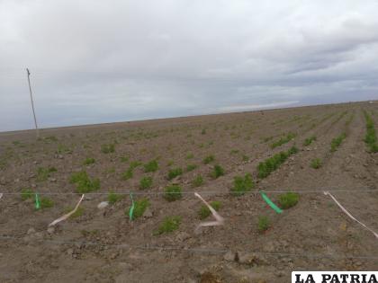 Los sembradíos de quinua presentan tamaño reducido por la falta de agua/LA PATRIA