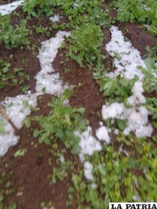 El granizo afectó a parte de los cultivos /Autoridades de Conchamarca
