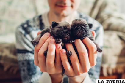 Es posible cuidar a cachorros cuando su madre ya no esté / RRSS