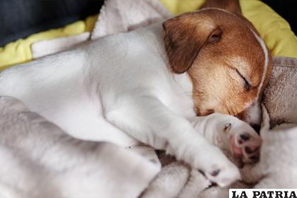 Es importante que tenga un lugar caliente y cómodo para descansar / globalmascota.com