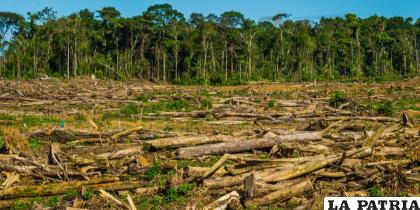 La deforestación continúa siendo un grave problema mundial /El Comercio