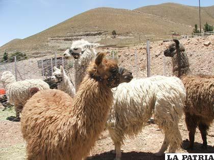 Las vigiñas están secándose y los animales están quedándose sin agua  /REFERENCIAL 