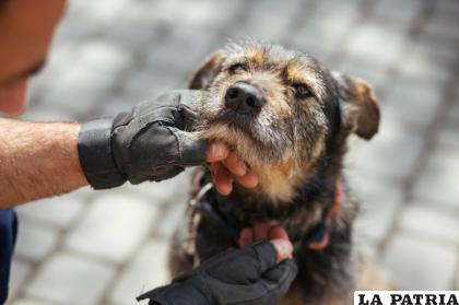 Tener un perrito rescatado de la calle es una responsabilidad significativa / RRSS
