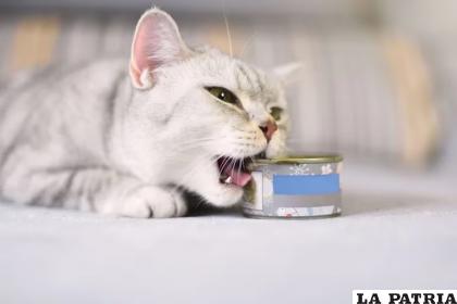 Algunos gatos pueden caer en este comportamiento cuando no cuentan con alimento a disposición / Getty