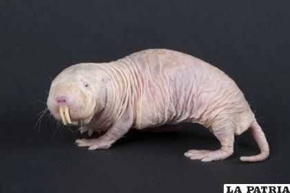 Muchas características de este animal aún son una incógnita /Smithsonian Institution
