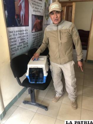 El tejón fue entregado a especialistas de la Secretaria de Medio Ambiente /Pofoma