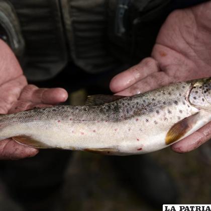 Los estudios evidencian la contaminación existente en los pescados de rio /RRSS