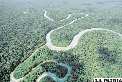 La Amazonía brasileña continúa perdiendo bosque
