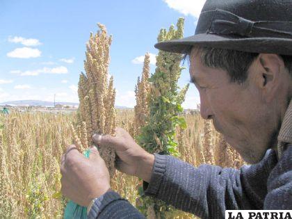 Bolivia tiene 21 semillas resistentes a los efectos del cambio climático, una de ellas es la quinua