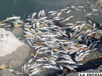 En Argentina investigan las causas de la muerte de una gran cantidad de peces (fotografía de archivo)