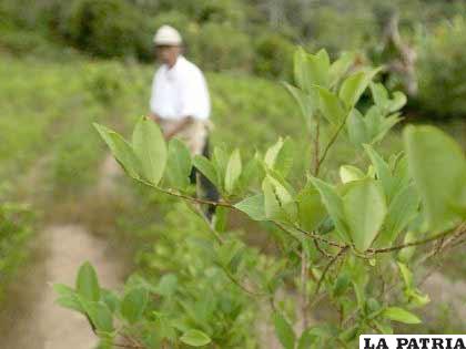 La ONU afirma que, desde el año 2000, se incrementó la superficie de coca cultivada en Bolivia