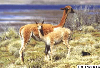 La altiva vicuña corre riesgo muy cerca de Oruro