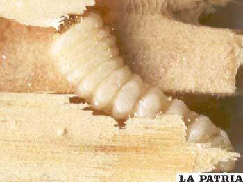 El taladro es un insecto que se reproduce y alimenta de los troncos de eucaliptos hasta secarlos y destruirlos por dentro