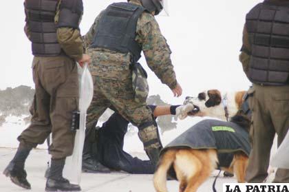Perro policial descarga su furia ante un joven hincha que se metió al campo de juego