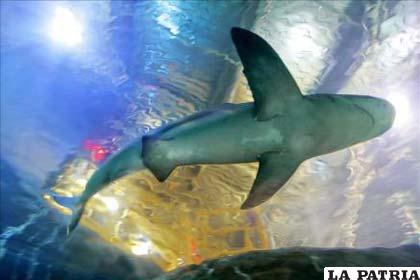 El número de ataques de tiburones registrado en 2010 en todo el mundo se incrementó a 79