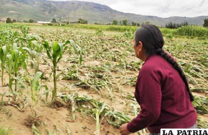 Las lluvias destrozaron los sembradíos de maíz tras inundaciones en Valle Alto