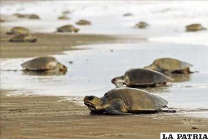 Las tortugas nacen con un gen y el sexo se manifiesta dependiendo de la temperatura de la arena