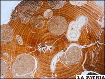 Los anillos en los fósiles de troncos revelan un pasado subtropical.