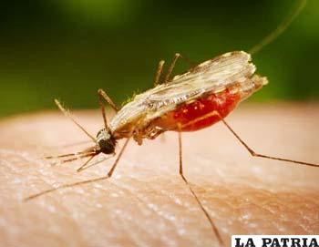 Los casos de malaria se incrementan en el país