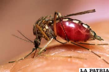 Especialistas intercambiarán información e identificar prioridades en la lucha contra el dengue transmitido por el mosquito aedes aegypti