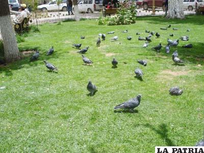 La gran cantidad de palomas existente, está destruyendo las plantas de la plaza 10 de Febrero 