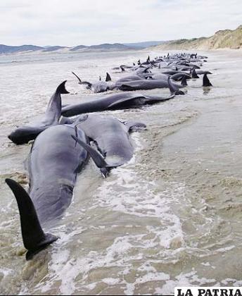 Cuando los equipos de rescate acudieron a la playa, casi la mitad de las ballenas piloto habían fallecido. El resto tuvo que ser sacrificado.