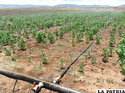 Varias plantaciones de quinua en El Choro no darán los frutos esperados 