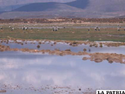 Lagos Poopó y Uru Uru son afectados por la contaminación y otros