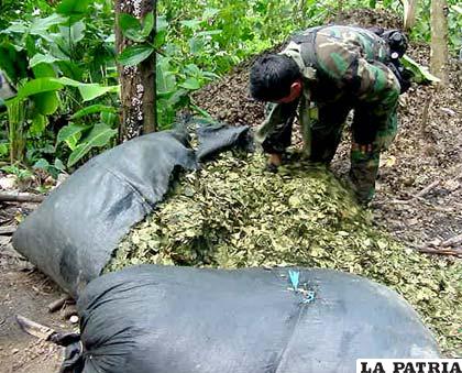 La coca puede ser convertida en un nutriente para mejorar suelos