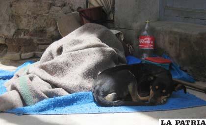 El “fiel amigo”, duerme a los pies de la indigente
