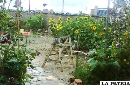Pese a la aridez de los terrenos, las plantas logran adaptarse