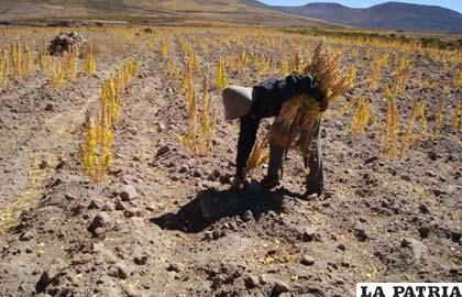 La producción de quinua pretende ser resaltada por Oruro