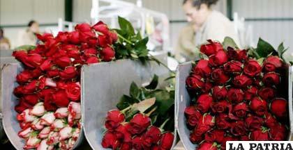 Hermosas rosas que exporta Ecuador