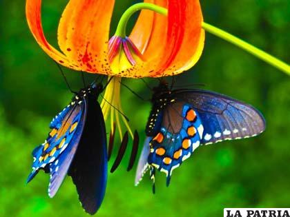 Las mariposas con su belleza son portadoras de alegría