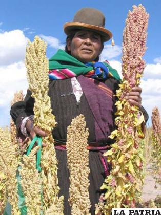 En las planicies del altiplano se cultivan impresionantes mazorcas de éste súper alimento  