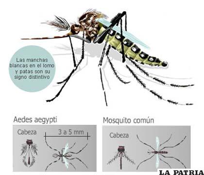 Mosquito portador del peligroso dengue