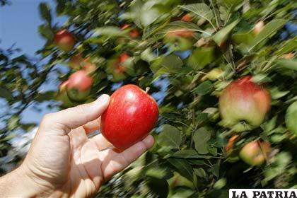 Clizeños diversifican su producción e incursionan en la plantación de manzanas