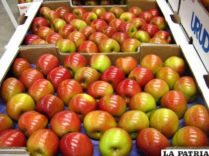Más de 20 huertas familiares, producen manzana